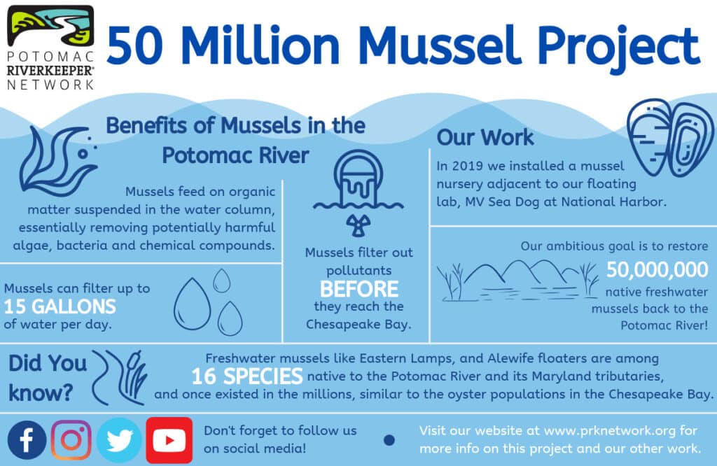 50 Million Mussel Project infographic